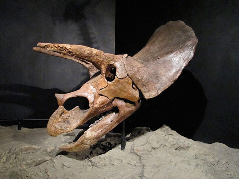 New research suggests dinosaurs were warm blooded and active