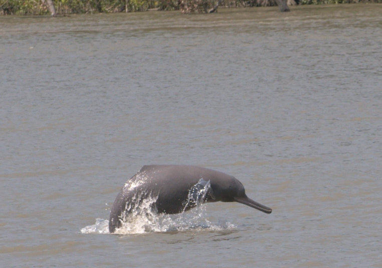New sanctuaries for rare freshwater dolphins in Asia