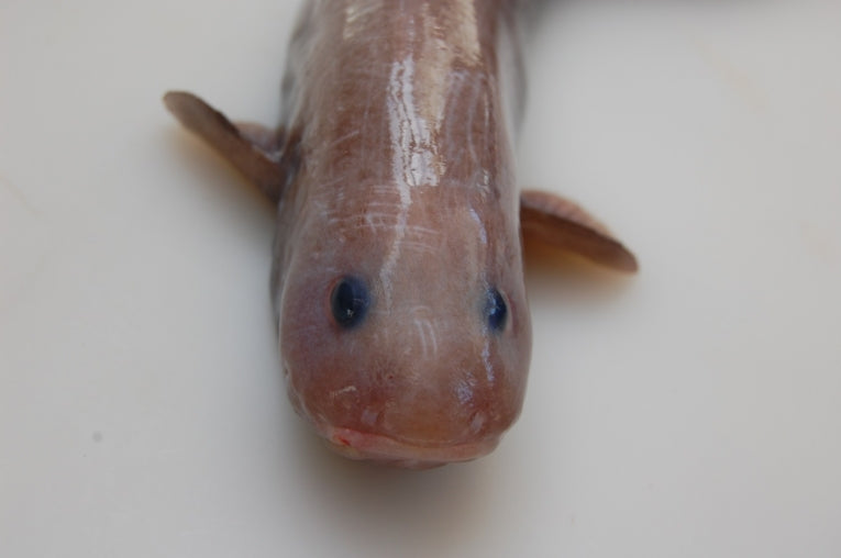 New Species! Eelpout species numbers rise with another deep-sea find