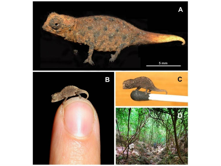 New Species of Miniature Chameleon Discovered in Madagascar