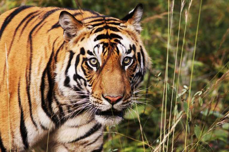 New technology to transform India's Project Tiger