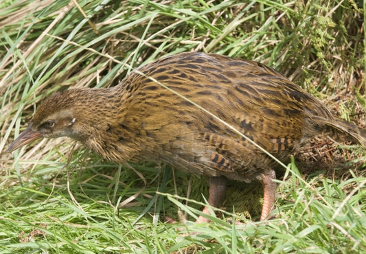 New Zealand's avian history provides us with extinction predictors