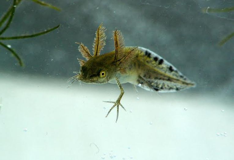 Good news for newts' DNA