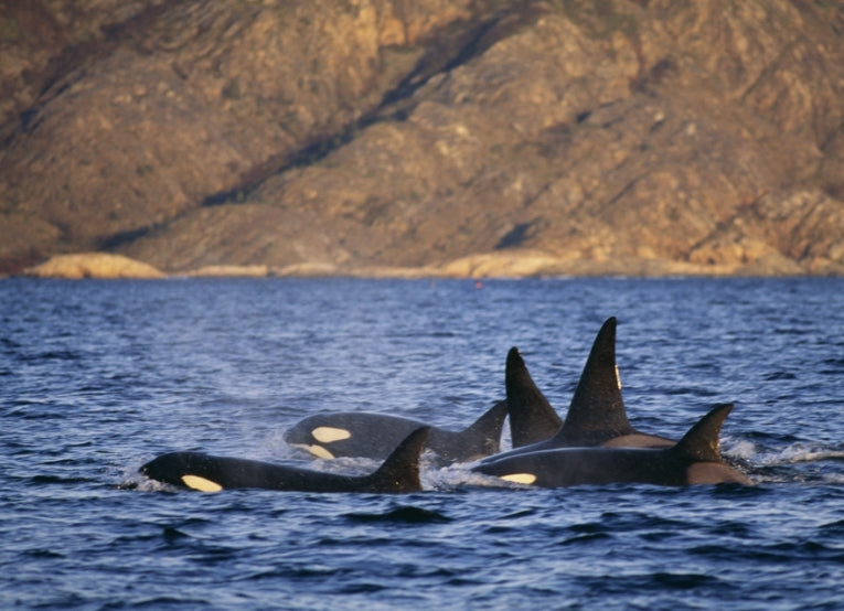 Niches and speciation in orca