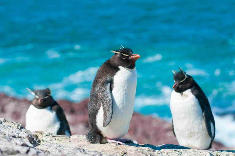 Nightingale Island penguins still at threat