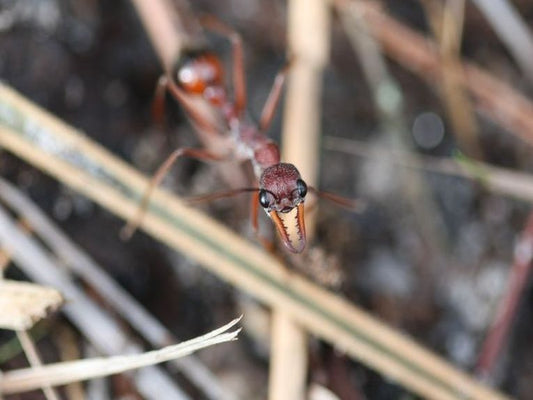 Nightlife for Bull ants