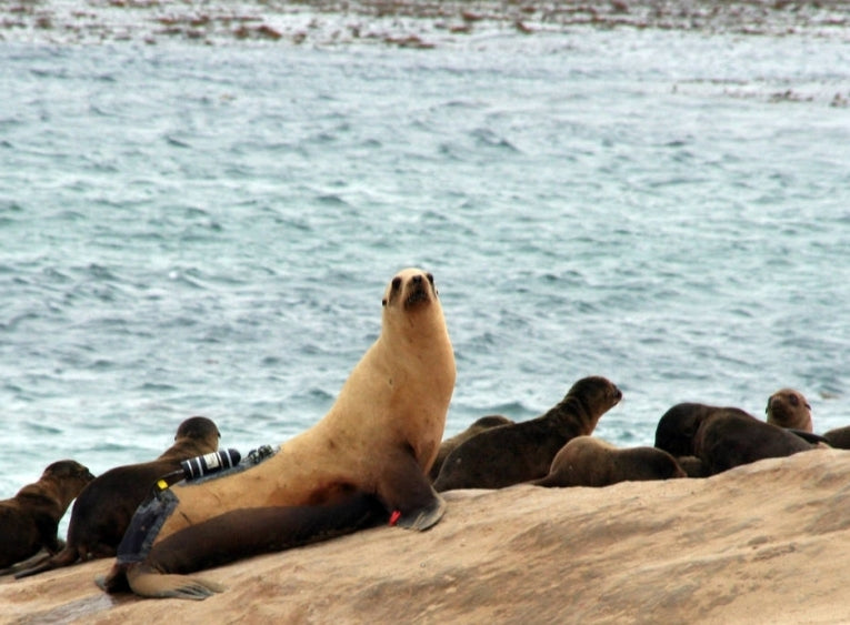 Nitrogen absorption avoided in sea-lion diving