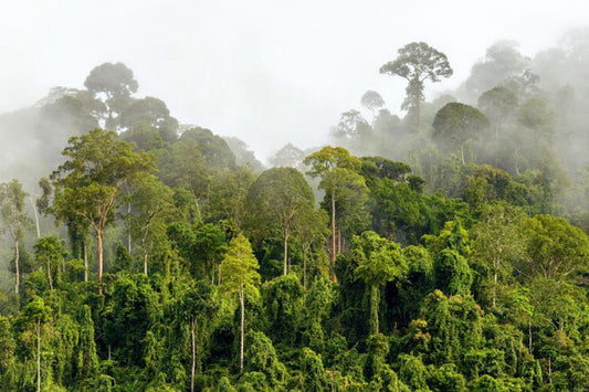 Rainforest Alliance and UTZ reinvented to fight against climate change.