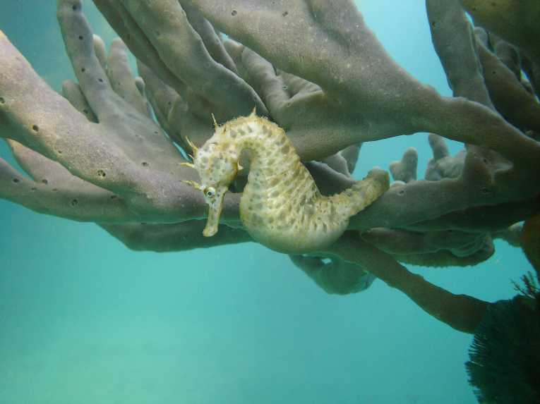 North America's Smallest Seahorse Endangered by Gulf oil Spill