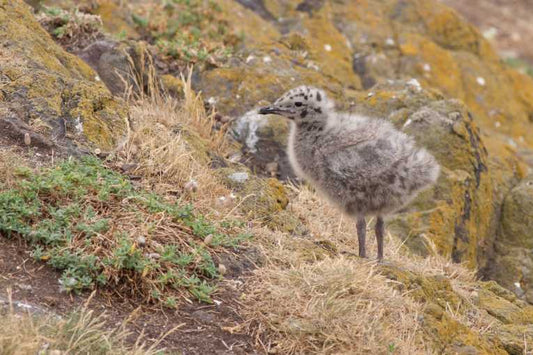 A sea change in North Sea ecosystems