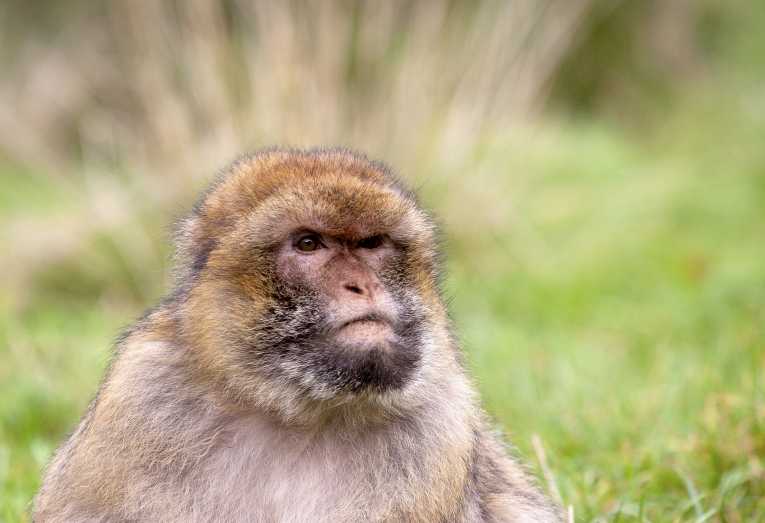 Not just a pretty face: adult Barbary macaques recognise photos of friends