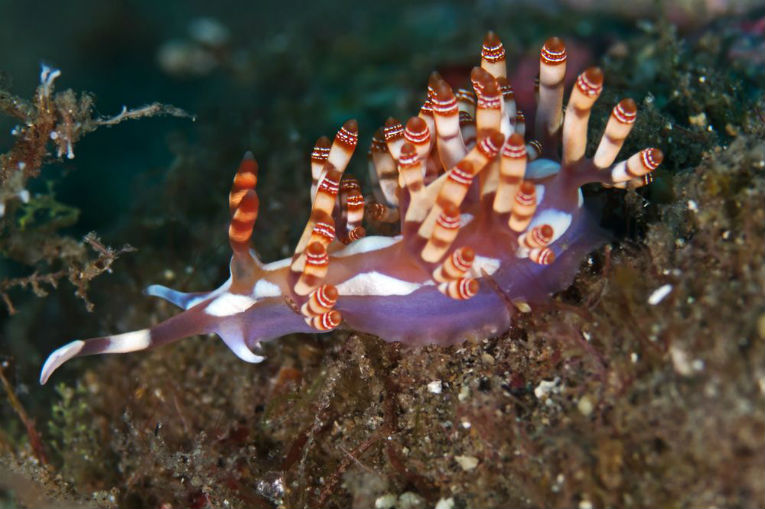 The Nudibranch Exposed - Correction