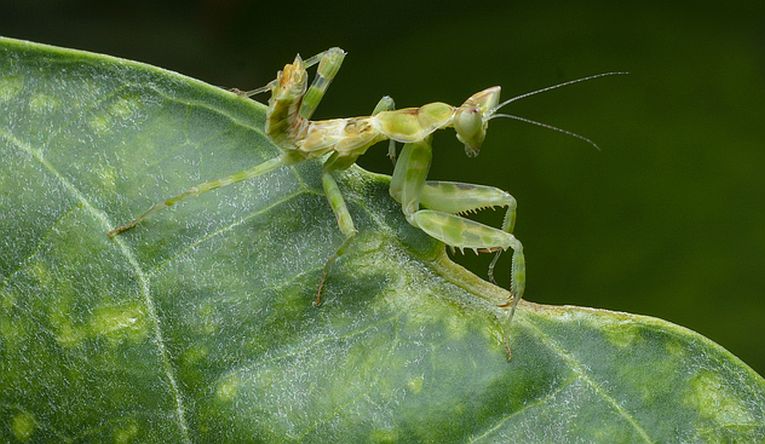 How mantis control their leaps.