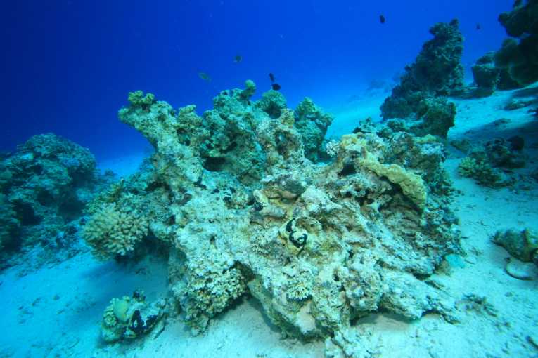 How ocean acidification is affecting coral reef ecosystems