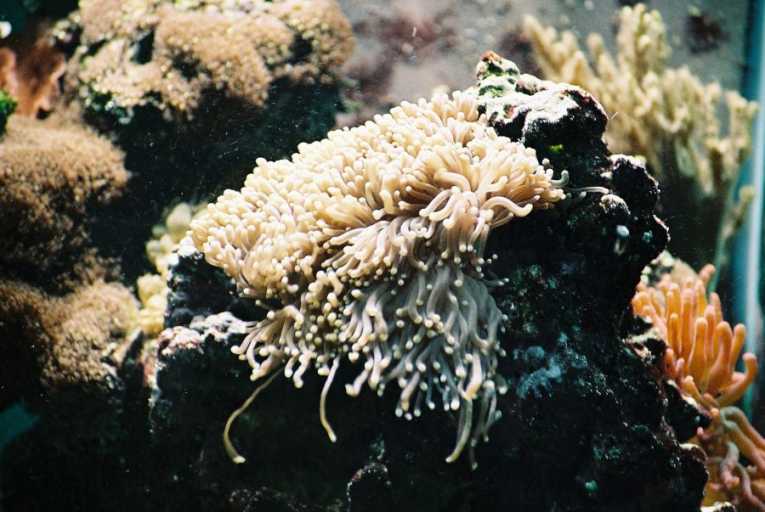Ocean acidification threat to coral reproduction