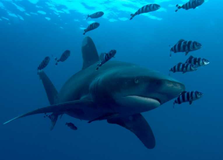 Atlantic sharks in deep trouble