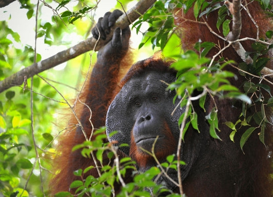 That oil palm problem - again?