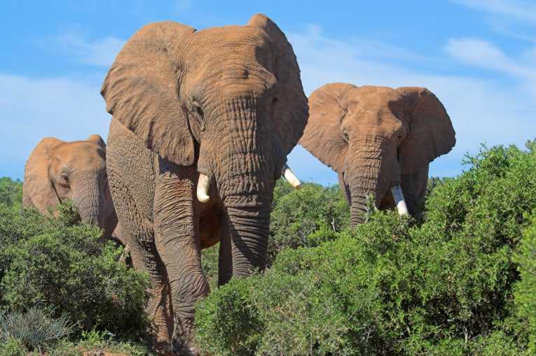 Older is wiser elephant study shows