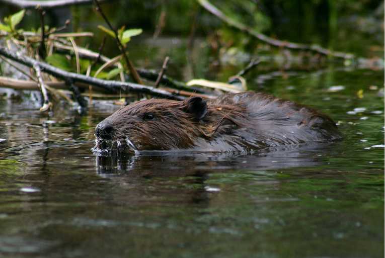 Oldest North American Beaver Remains Found in the Beaver State