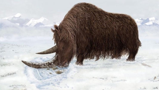 Oldest woolly rhino emerges from frozen wilderness