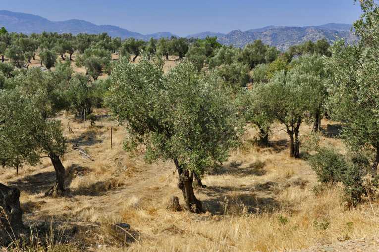 Olive orchards a threat to Mediterranean soil