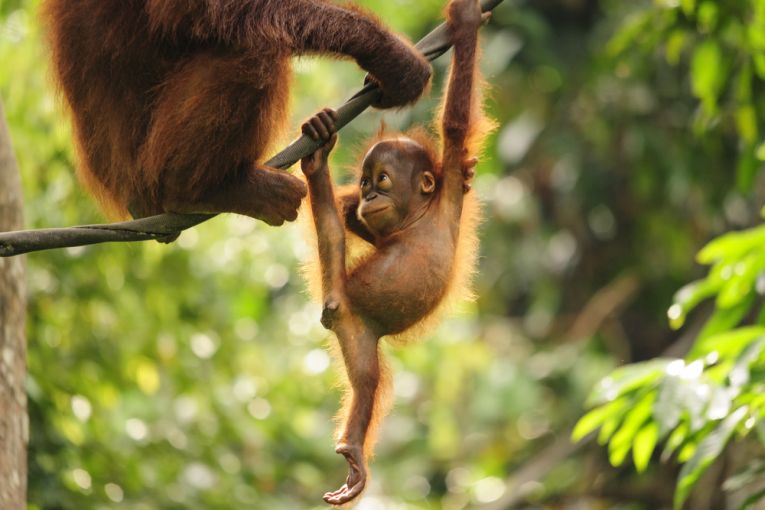 Orangs threatened again in Sumatra