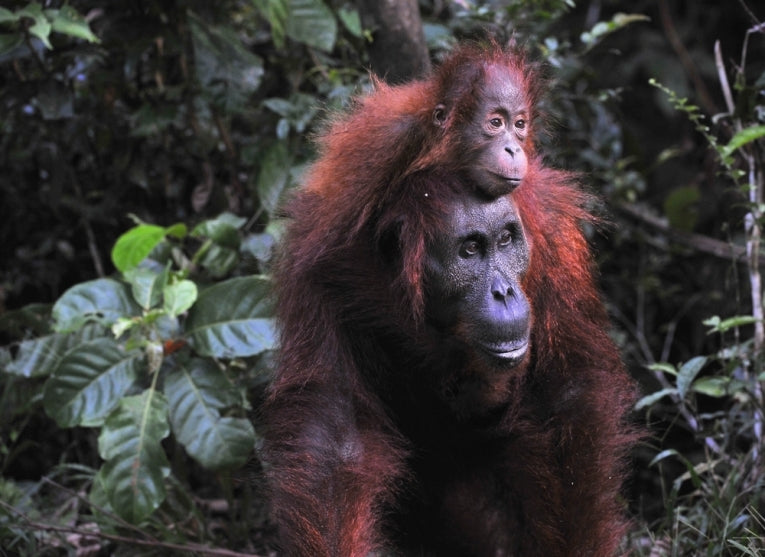 Orang-utan killing in Kalimantan