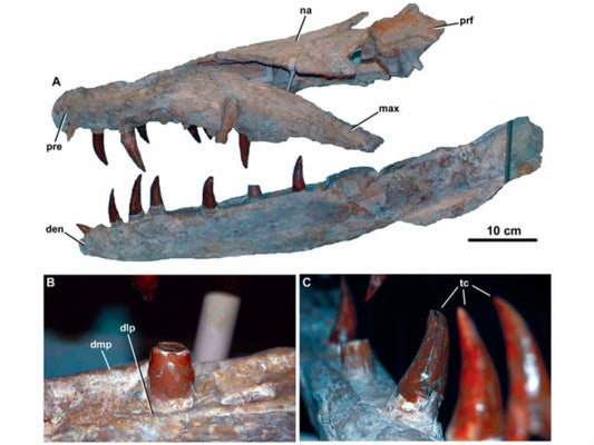 'Orca-saurs' used to rule the Atlantic as orcas do now