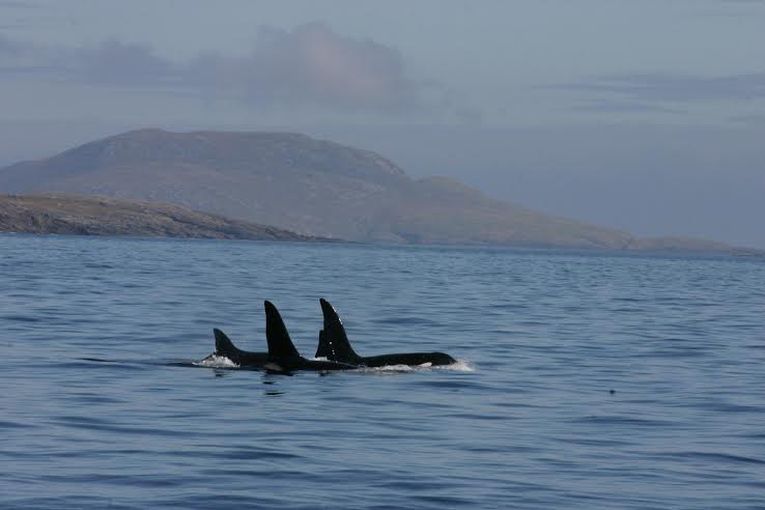 Orcas' Hebridean overture