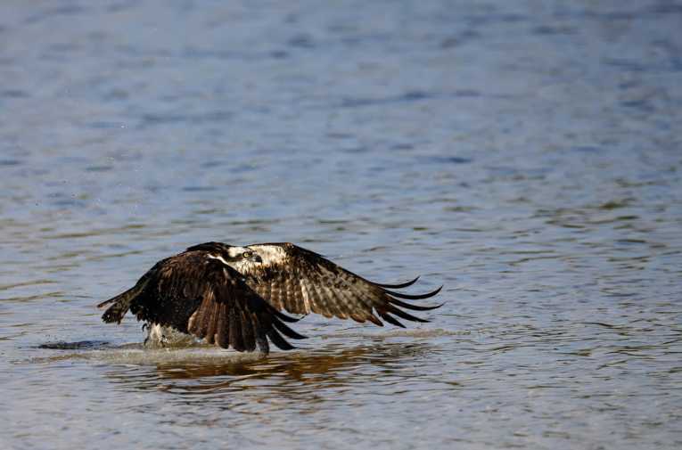 Famous Osprey 'The Lady of the Loch' returns to Scotland