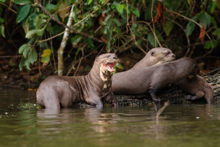 An Amazonian nightmare of deforestation – Earth Times