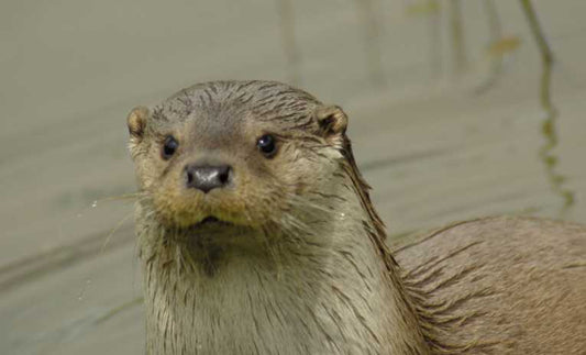 Otters in England back from the brink of extinction