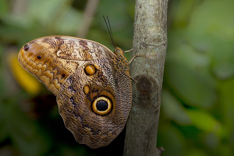 The owl and the butterfly - and mimicry