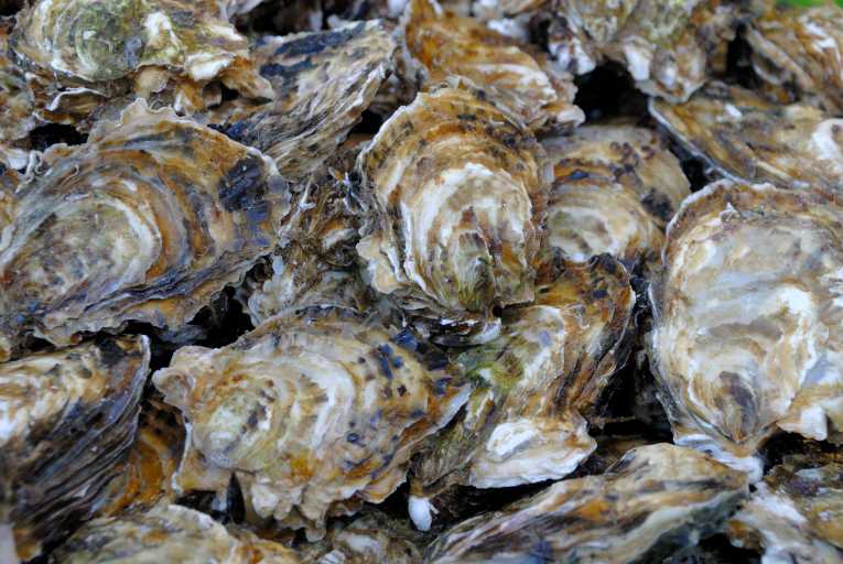 Oysters in danger of extinction