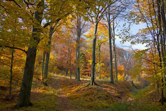 Ozone likely to threaten European forests as climate warms