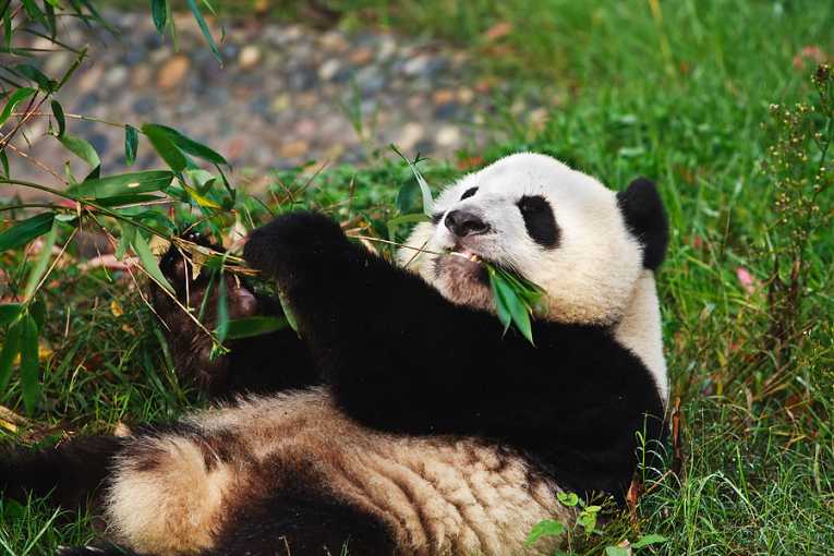 Does the panda hold a key to the greenest biofuels?
