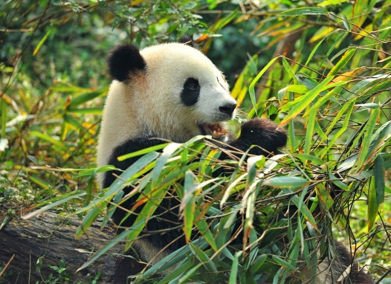 Panda-monium!