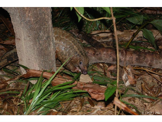 Pangolin Paradise in Vietnam