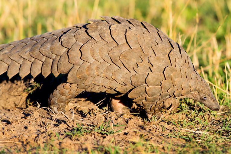 Pangolin conservation corrupted/immense losses explained.
