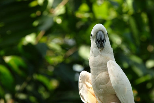 Tool use and manufacture, but by birds