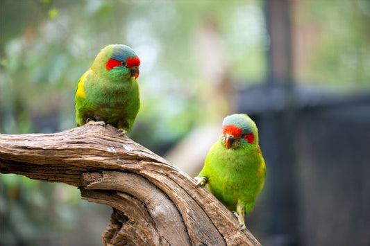 Riverside vegetation and favoured birds