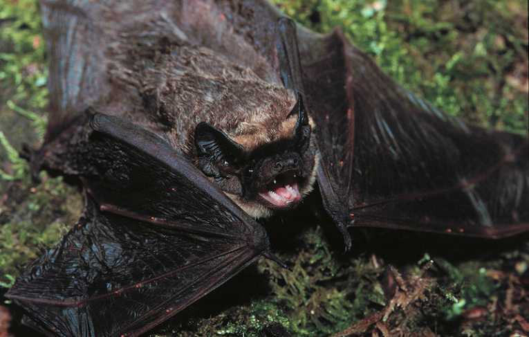 Bats show gender differences are important in conservation