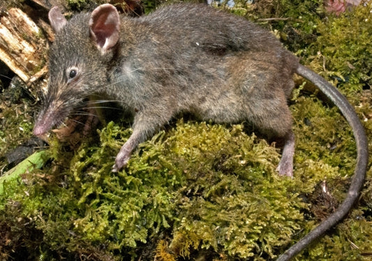 Tail of a rat who won't chew but he's a new species and new genus