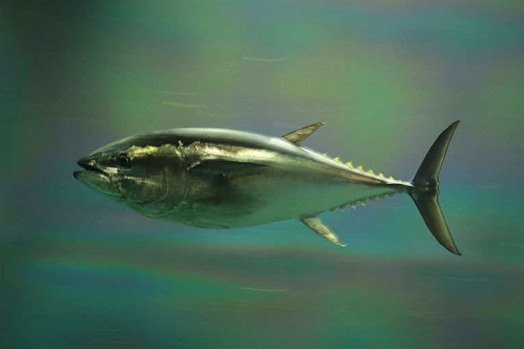 Pacific bluefin tuna nears a critical state.