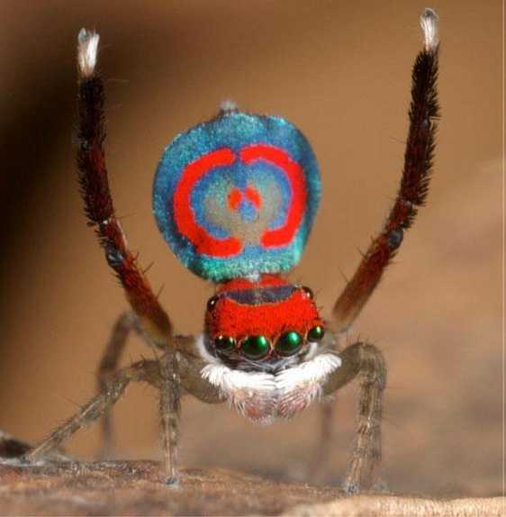 Australian Super Spider Colours!