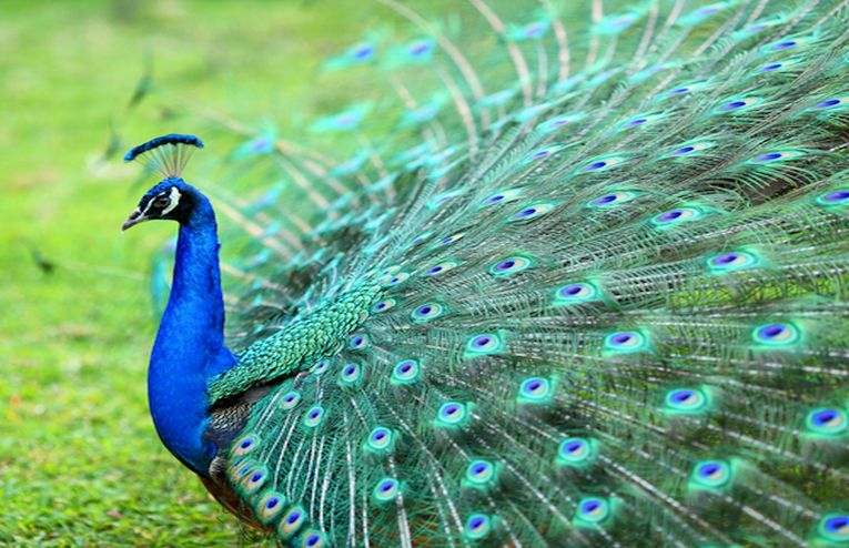 Vainglorious peacock or successful breeder?