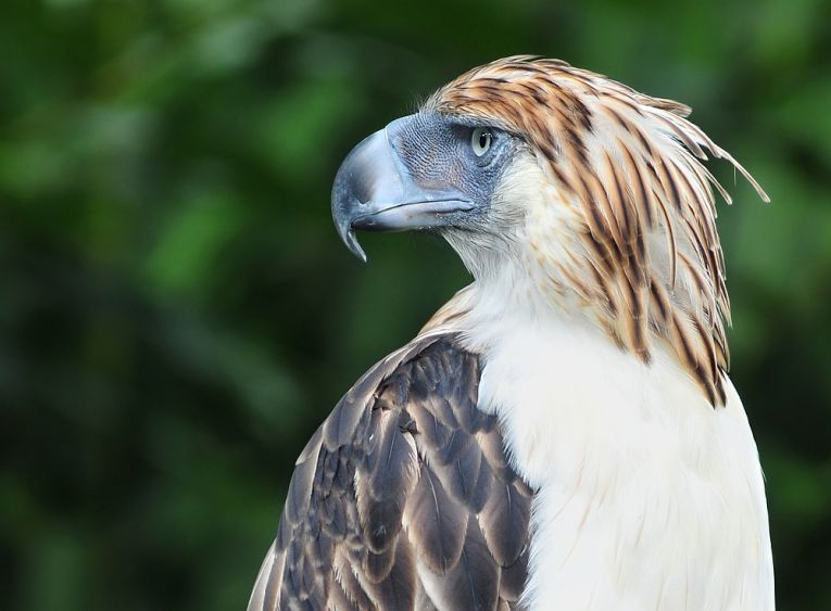 Philippine eagle helped by Whitley Award