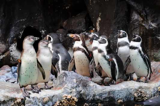 Penguins smell good - who knew?