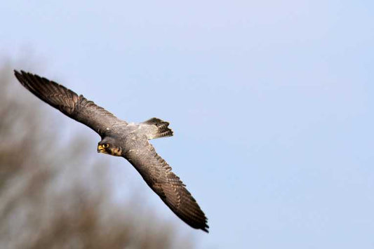 Peregrines produce despite vandals and egg stealers