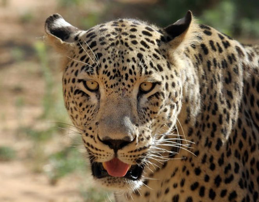 A small pocket of conservation in Iran